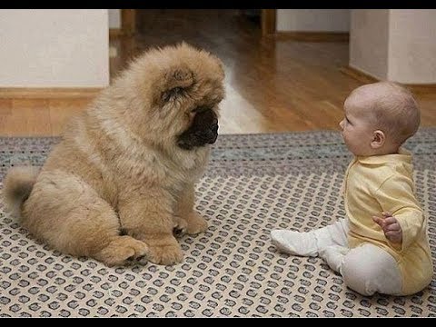 犬が赤ちゃんに教えてくれる驚くべき瞬間 かわいい犬 かわいい赤ちゃん 面白い赤ちゃんとペット Dogtv