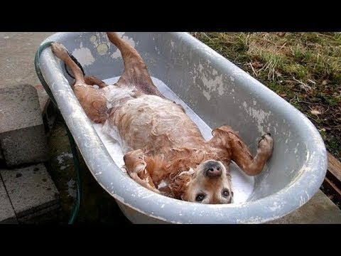 絶対に笑う あり得ないことをする犬 おもしろい犬のハプニング 失敗画像集 46 Dogtv