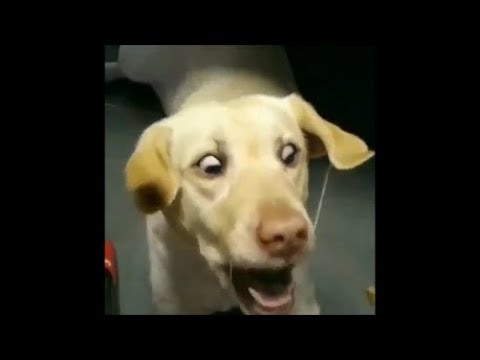 絶対に笑う あり得ないことをする犬 おもしろい犬のハプニング 失敗画像集 48 Dogtv